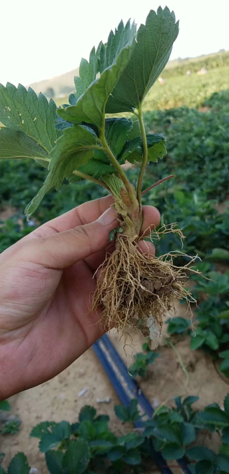 大量批发草莓苗大棚种植草莓苗草莓生产苗穴盘苗