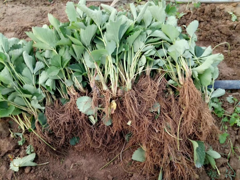 大量批发草莓苗大棚种植草莓苗草莓生产苗穴盘苗