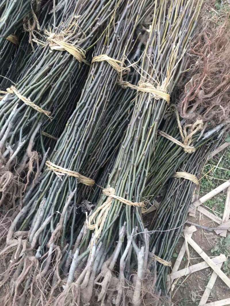 嫁接梨树苗早酥红梨秋月梨晚秋黄梨黄金梨玉露香