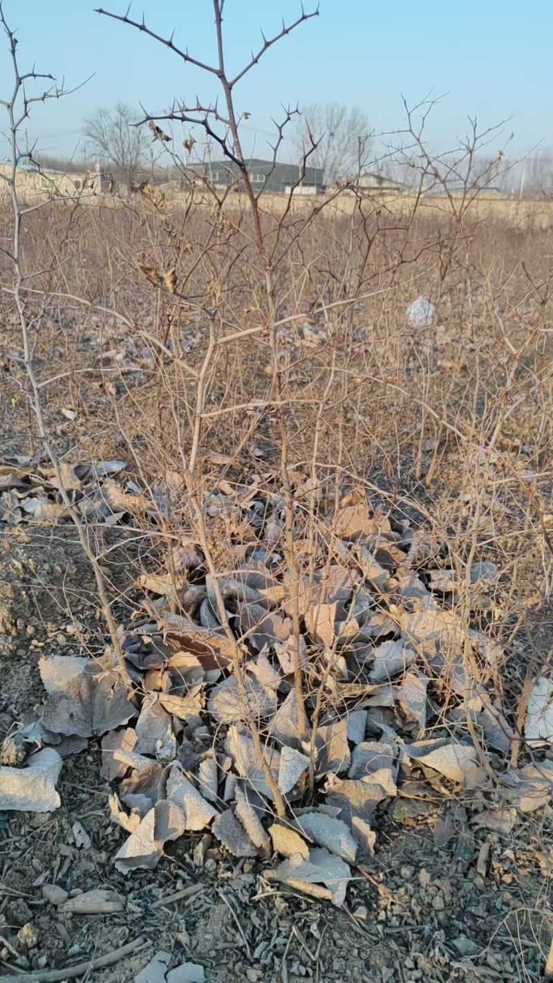 酸枣苗酸枣仁苗大量批发酸枣苗药用酸枣苗