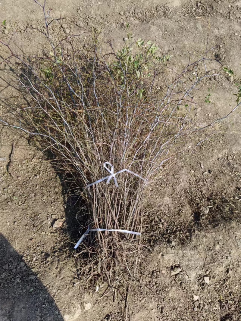 酸枣苗酸枣仁苗大量批发酸枣苗药用酸枣苗