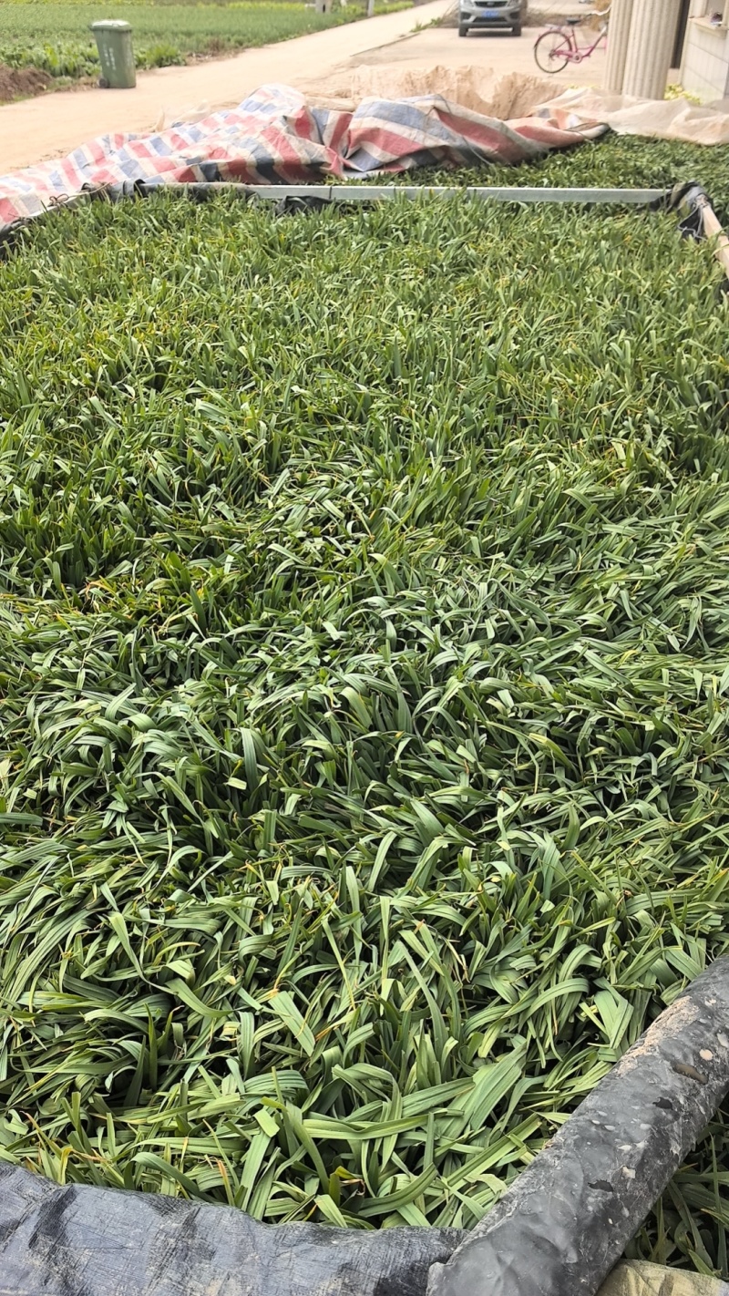 红根蒜苗