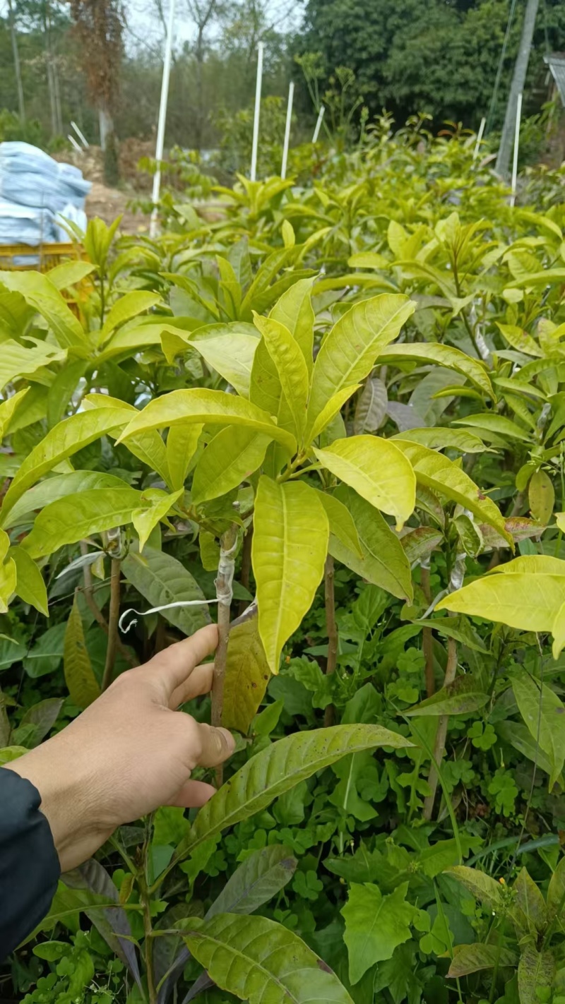 鸡蛋果实生苗直生苗耀堂仙桃嫁接苗升级版品质保证嫁接苗