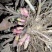 款冬花中药材冬花无硫新货产地直销