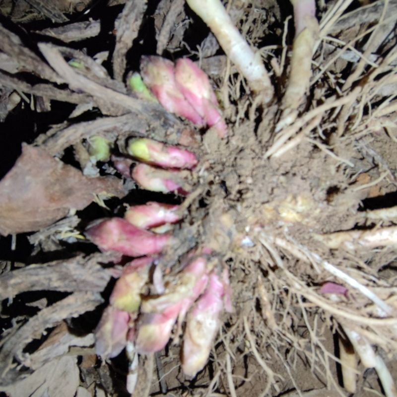款冬花中药材冬花无硫新货产地直销