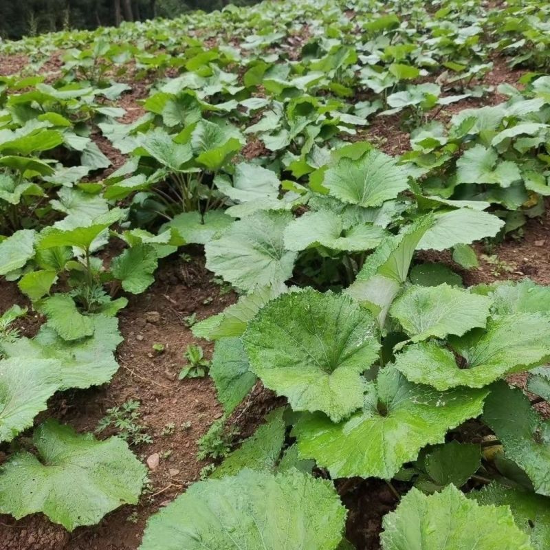 款冬花中药材冬花无硫新货产地直销