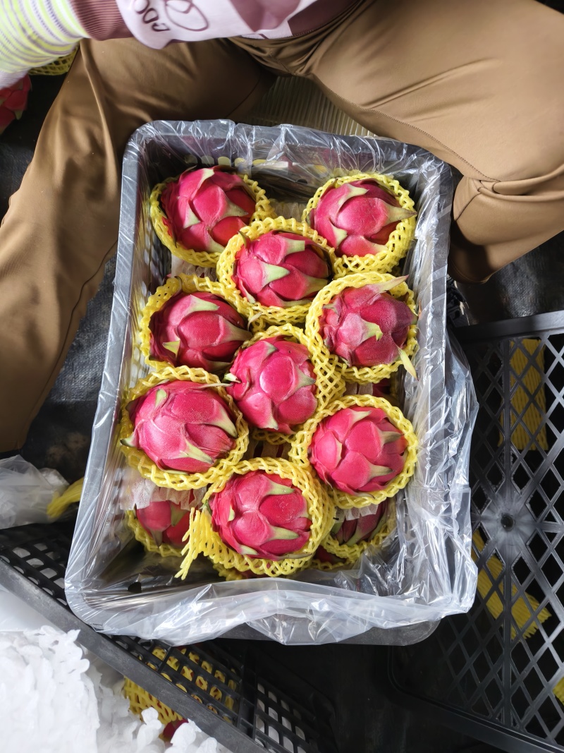 湛江市硇洲岛金都一号红心火龙果大量供应产地直发货量充足