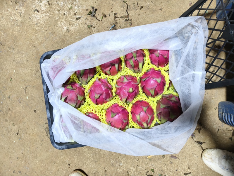 湛江市硇洲岛金都一号红心火龙果大量供应产地直发货量充足