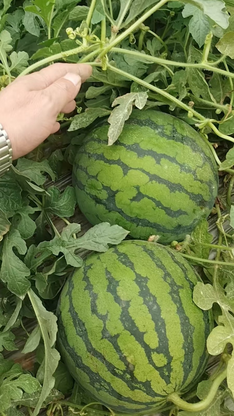 西瓜大量上市中