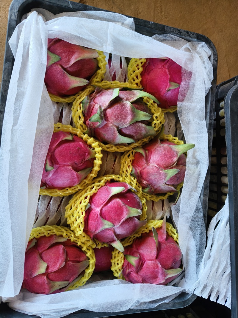 广东省湛江市火龙果大量供应红心火龙果产地直发货量充