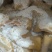 熟牛肚，水退去毛，九成熟的，纯干货。出成率高