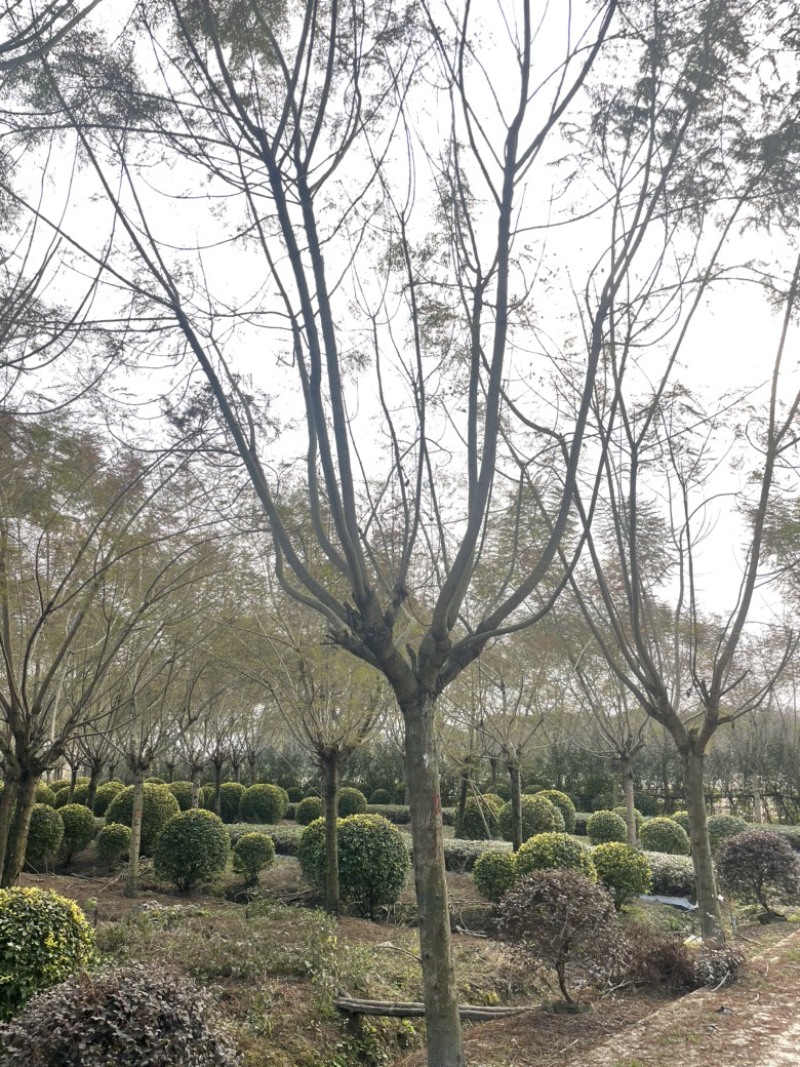 18-40公分蓝花楹出售中