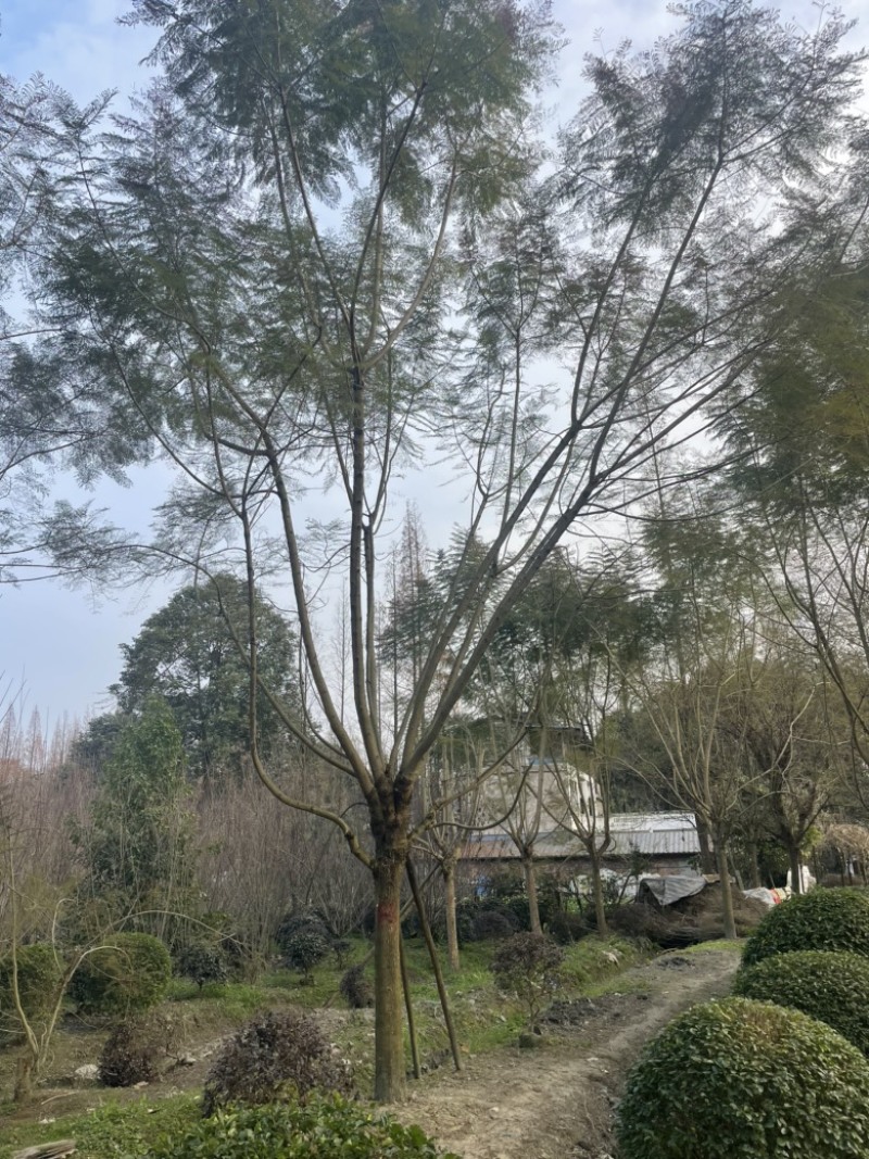 18-40公分蓝花楹出售中