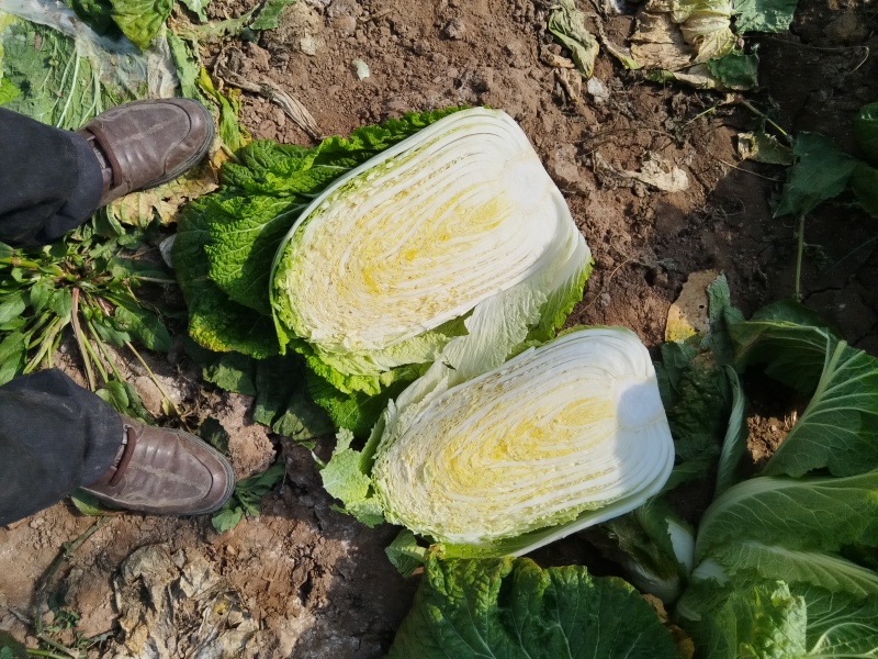 产地直发黄心大白菜