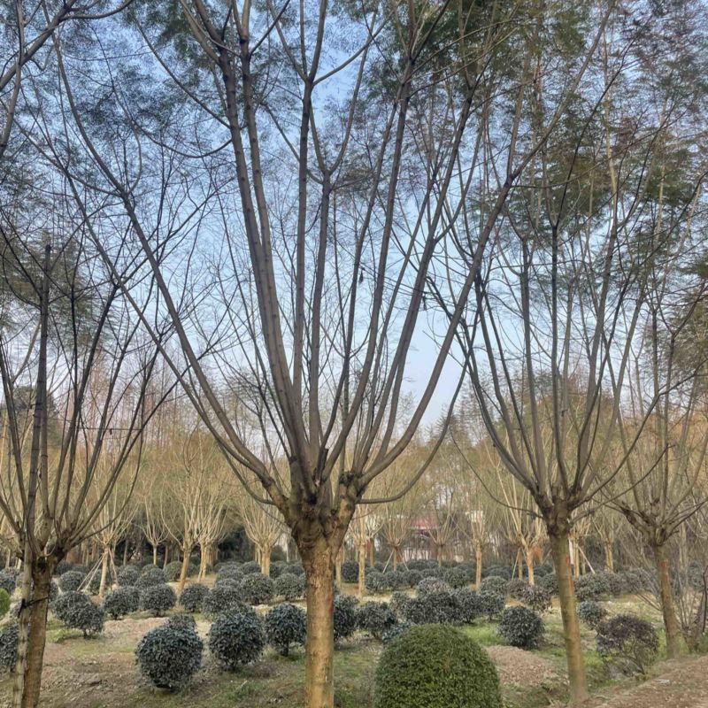 18-40公分蓝花楹出售中