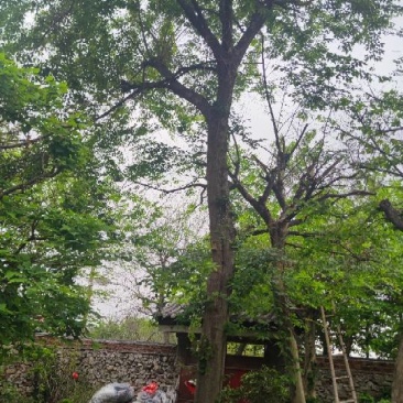 青檀树.大量有货致电详谈长期有货供应