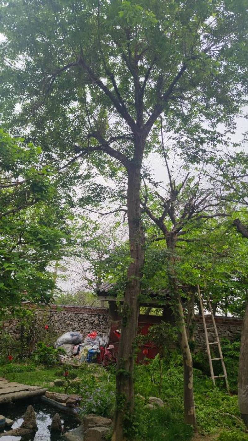 青檀树.大量有货致电详谈长期有货供应