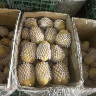 精品土豆，一手货源，沃土5号，西森，荷兰15，v七，