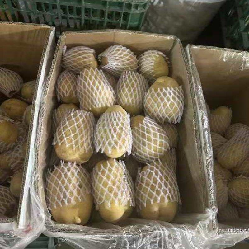 精品土豆，一手货源，沃土5号，西森，荷兰15，v七，