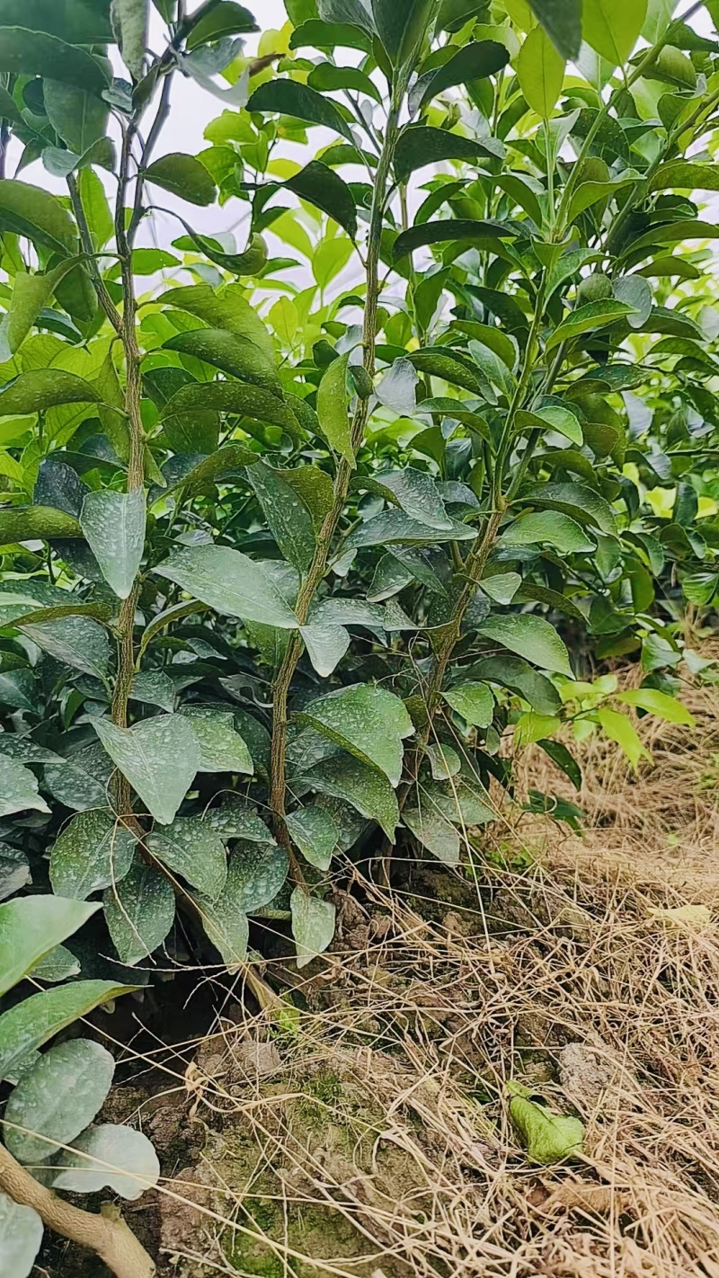砂糖橘果苗