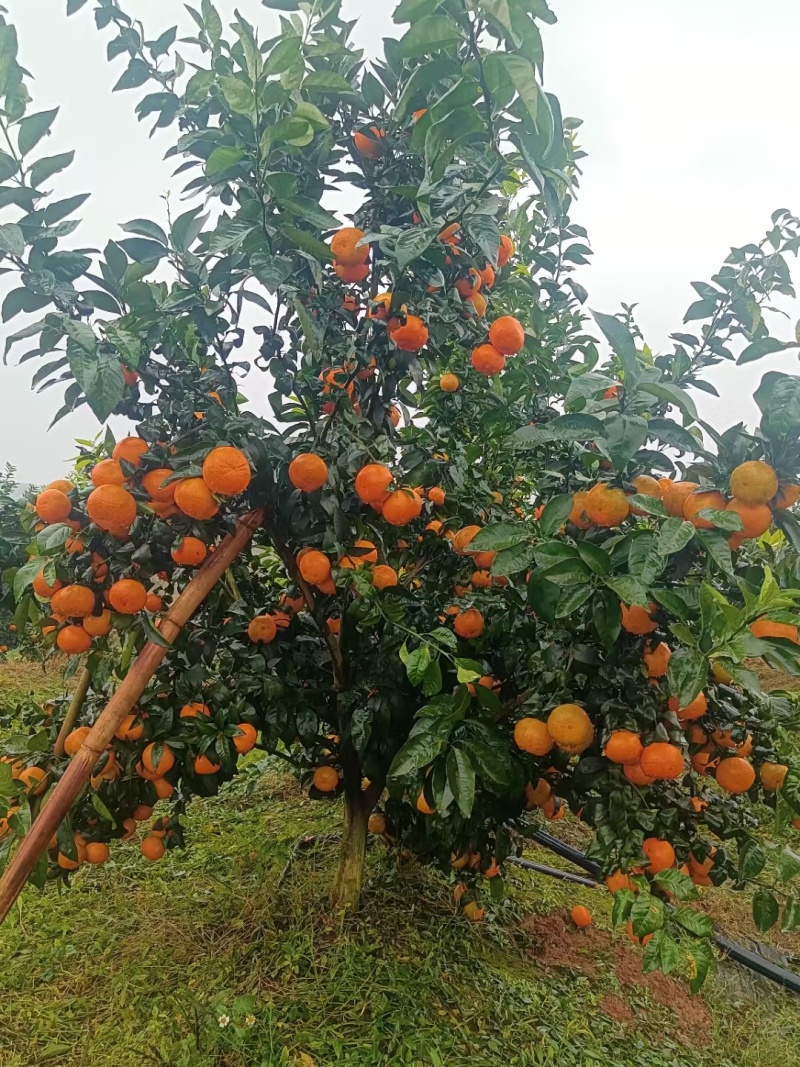 沃柑