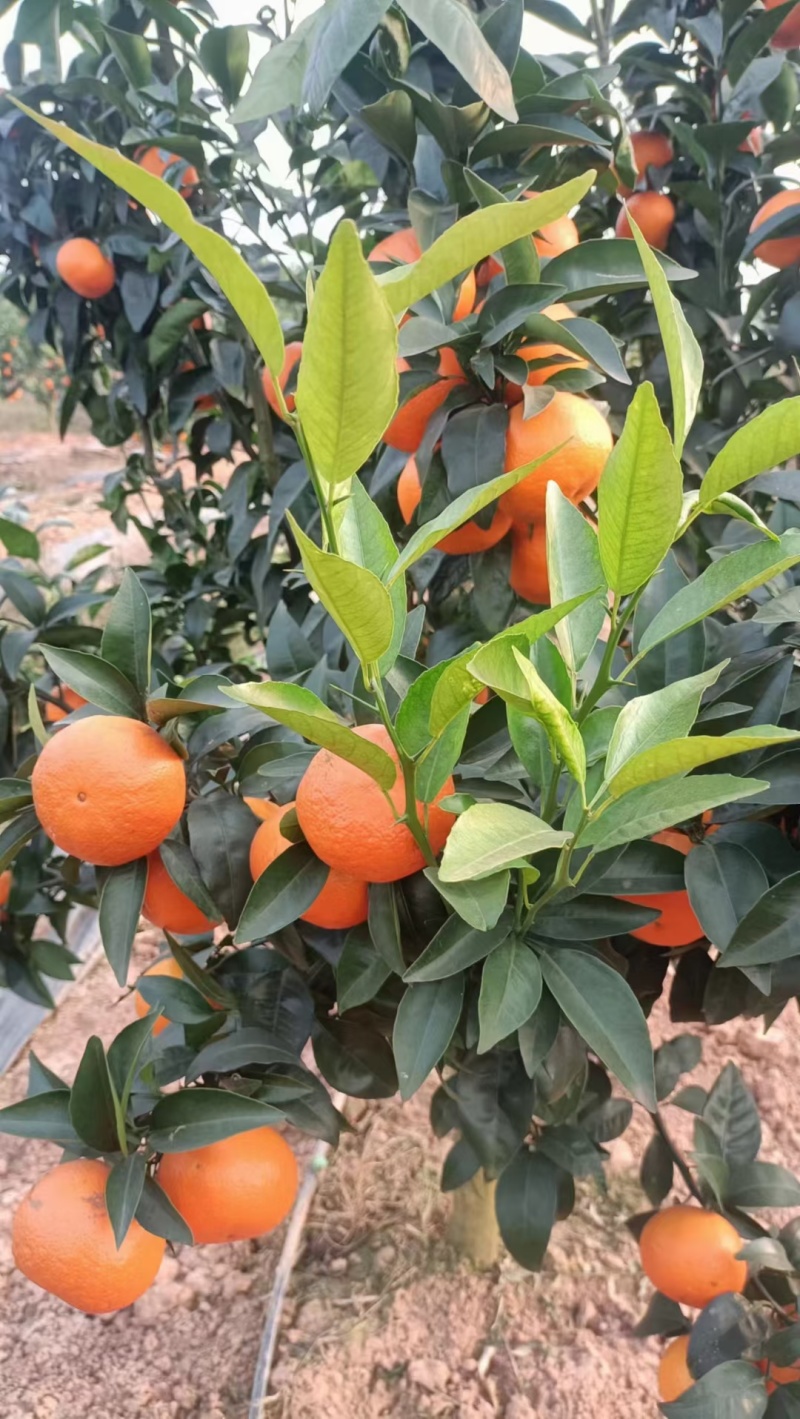 沃柑