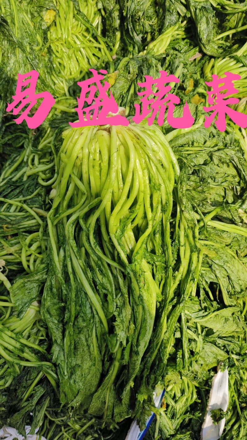 【腌芥菜】腌制雪里蕻青雪菜