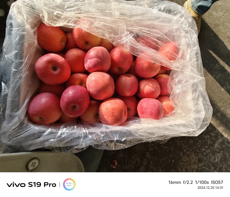 精品红富士苹果。河北苹果，产地直供，供超市电商批发市场等