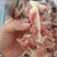 多肉羊棒骨