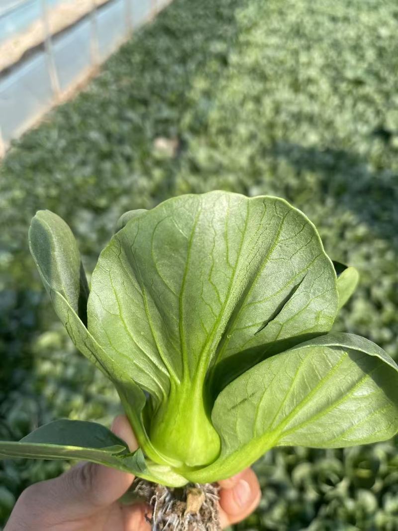 全国各地配送，欢迎新老客户常年有货，永不断货。