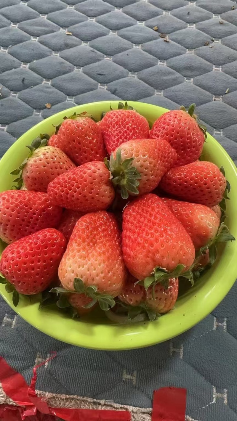 奶油草莓产地代发，中大颗粒，对接各种平台商超