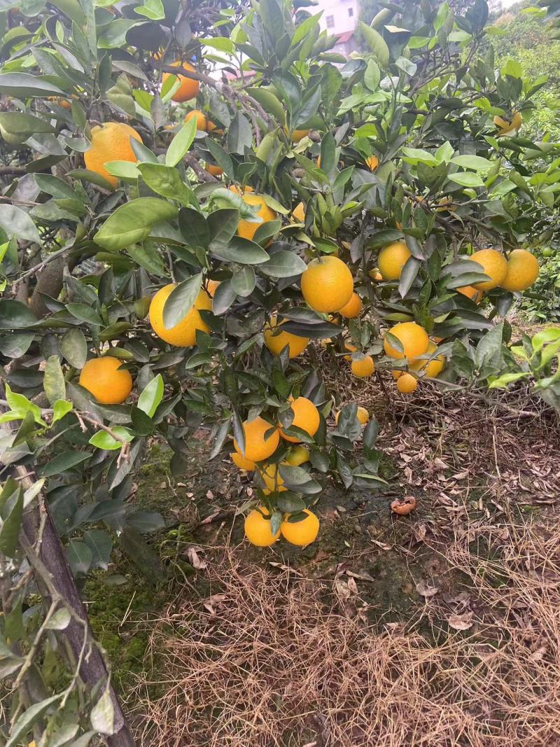 榨汁果，锦橙脐橙