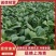 【精品】南通上海青保质保量大量上市中可视频看货欢迎选
