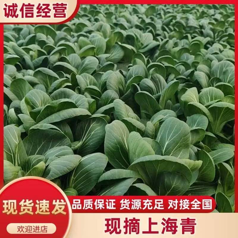【精品】南通上海青保质保量大量上市中可视频看货欢迎选