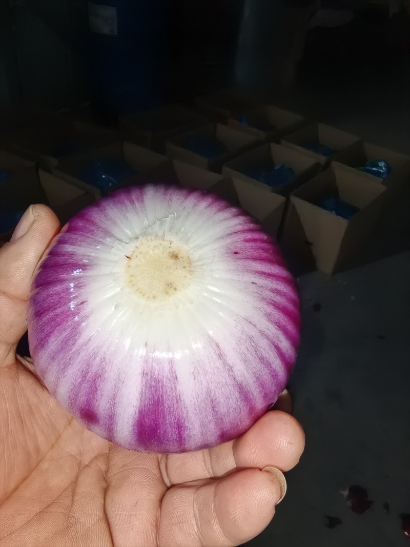 精品黄皮洋葱扒皮洋葱对接电商市场商超