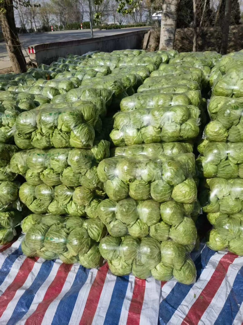 河北邯郸包菜新鲜甘蓝露天种植原产地直发欢迎采购