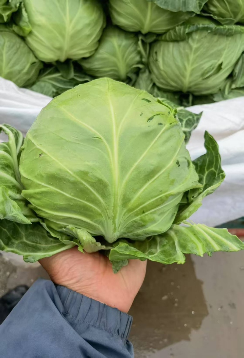 河北邯郸包菜新鲜甘蓝露天种植原产地直发欢迎采购