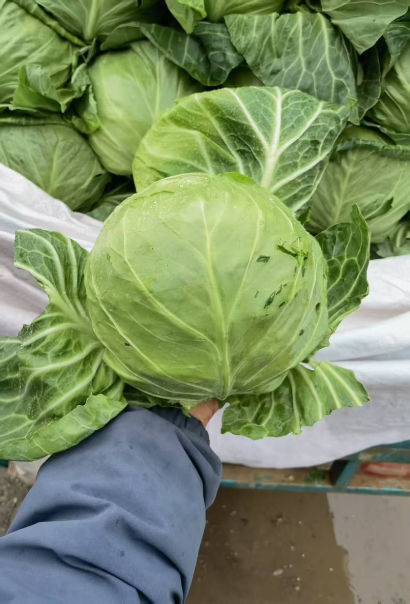 河北邯郸包菜新鲜甘蓝露天种植原产地直发欢迎采购