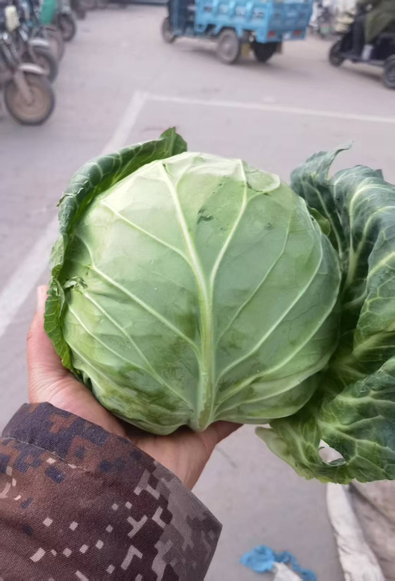 河北邯郸包菜新鲜甘蓝露天种植原产地直发欢迎采购