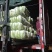 江苏东台黄心白菜大量供货产地直发价格优惠品质保证