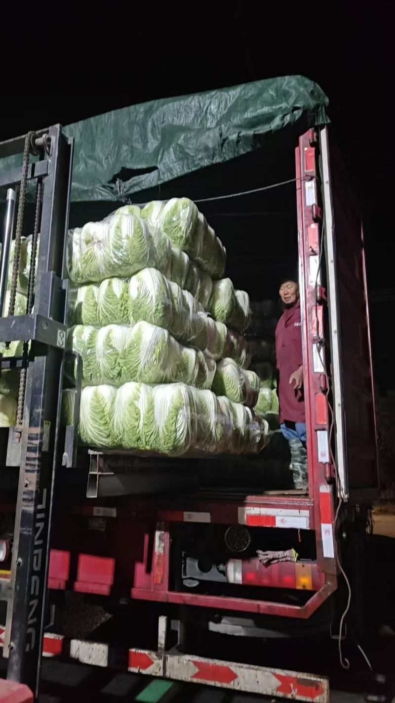 江苏东台黄心白菜大量供货产地直发价格优惠品质保证