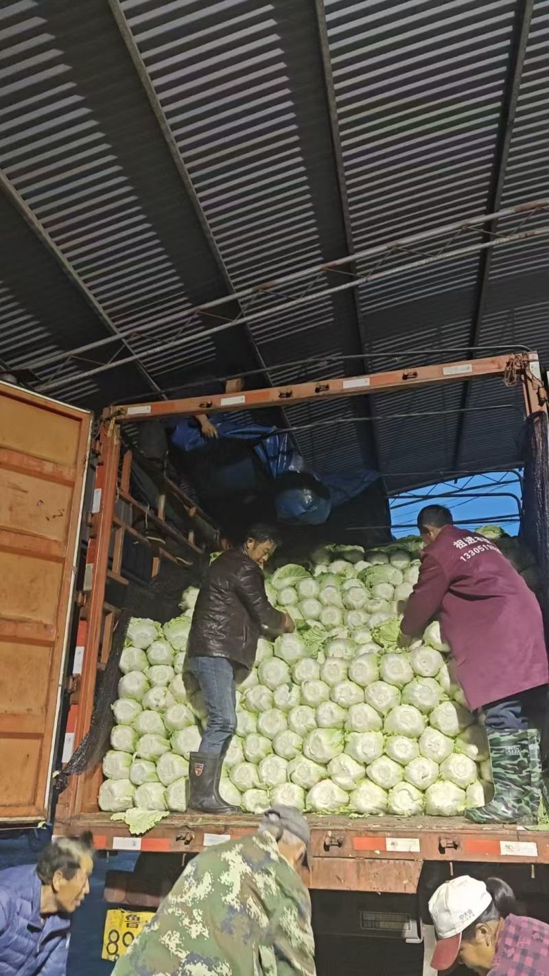 江苏东台黄心白菜大量供货产地直发价格优惠品质保证
