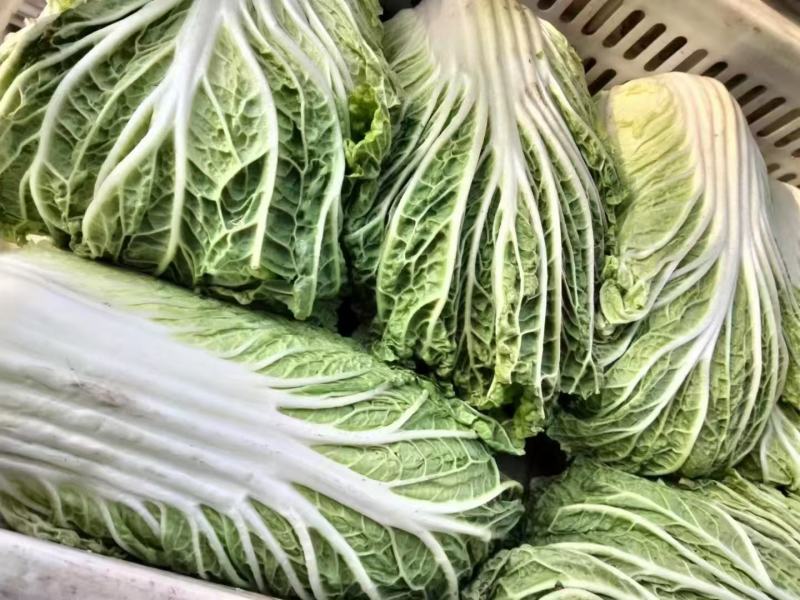 江苏东台黄心白菜大量供货产地直发价格优惠品质保证