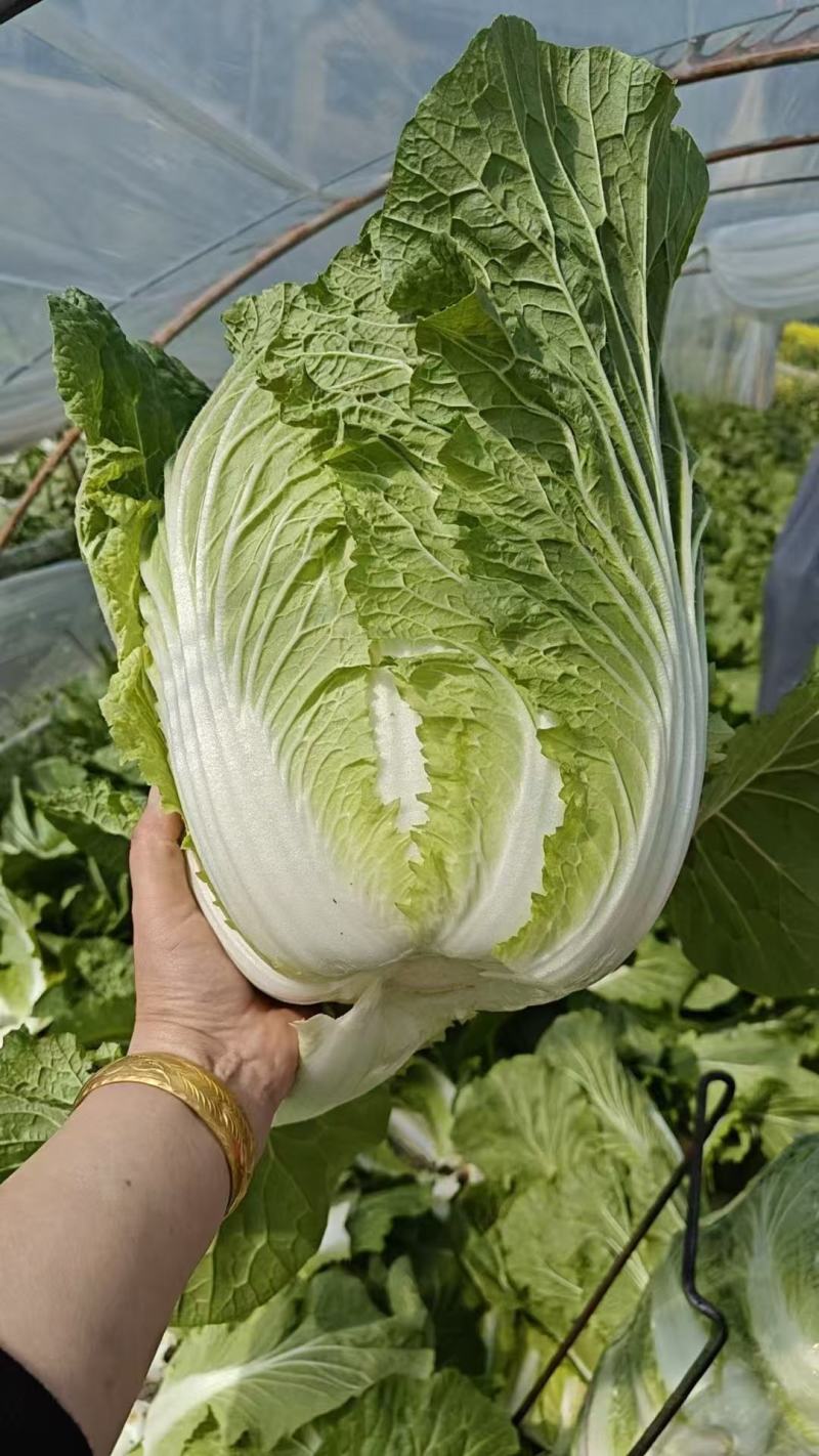 江苏东台黄心白菜大量供货产地直发价格优惠品质保证