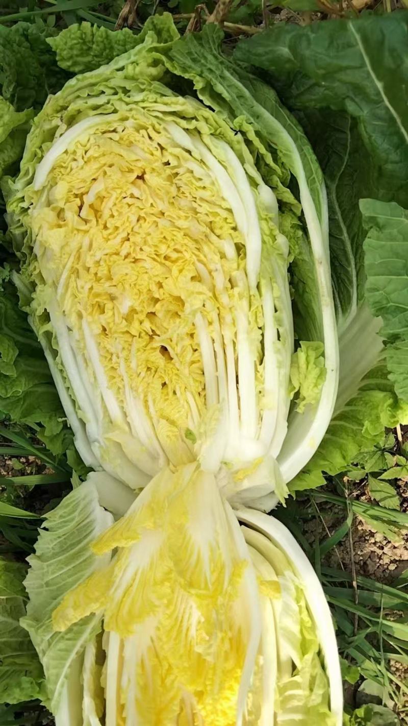 江苏东台黄心白菜大量供货产地直发价格优惠品质保证