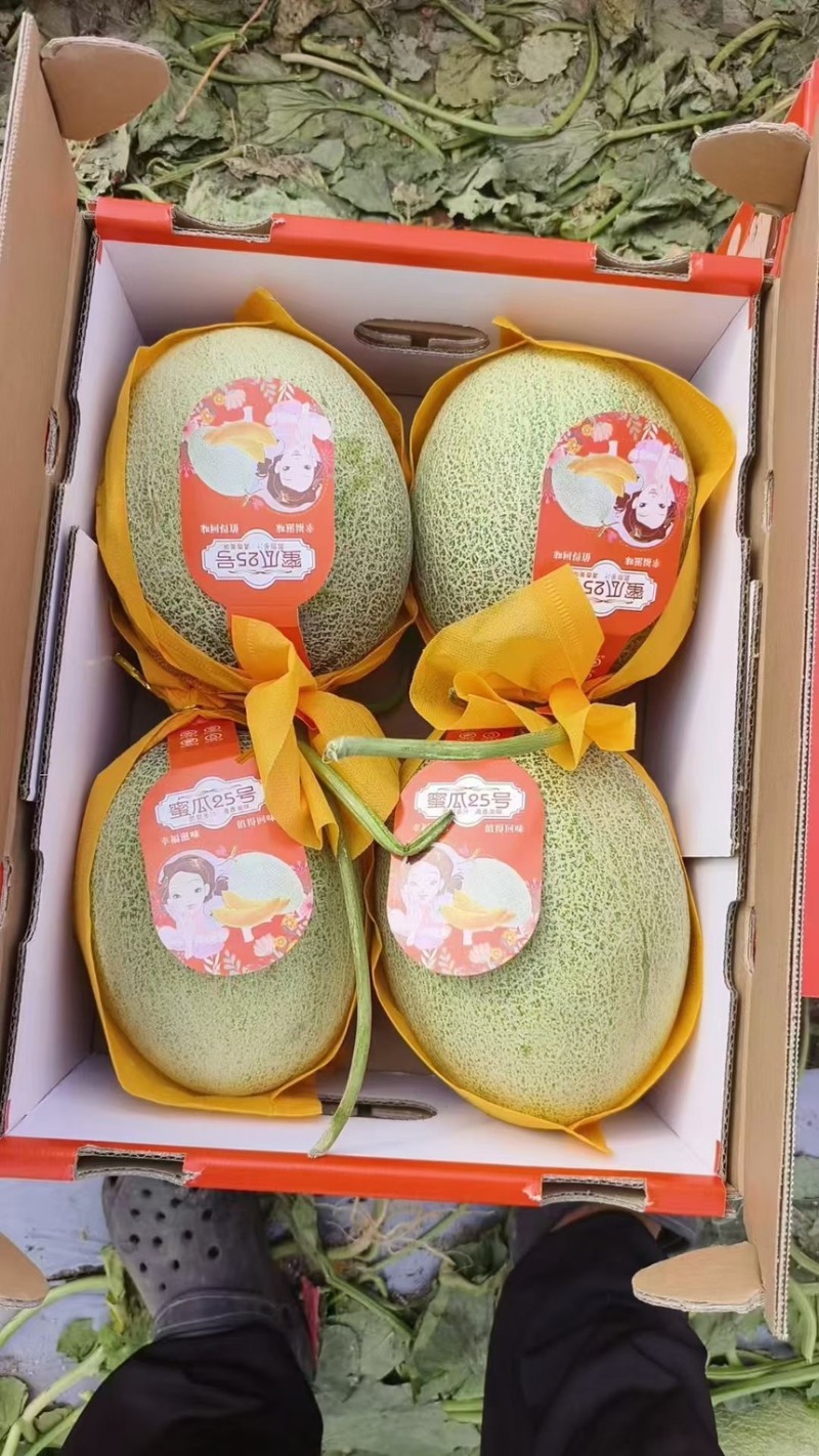 海南哈密瓜
