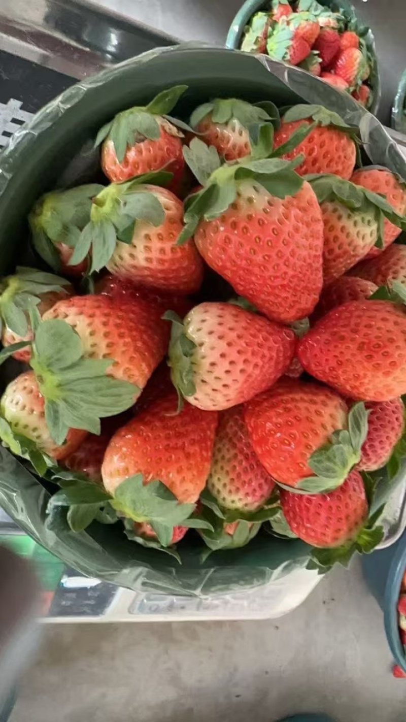 河南中牟县宁玉草莓大量上市供应各种渠道需要联系我吧