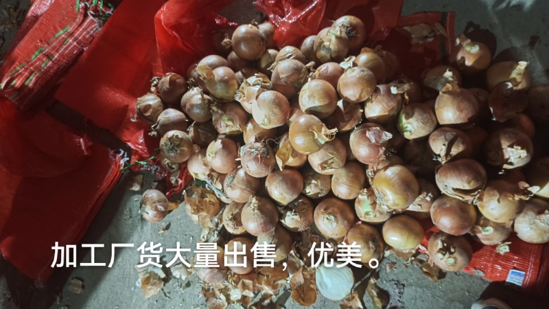 牡丹江元葱大量出库中。