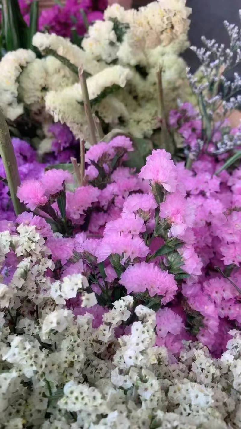 勿忘我鲜花全年可卖一手货源鲜花批发