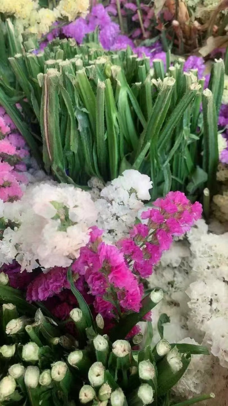 勿忘我鲜花全年可卖一手货源鲜花批发